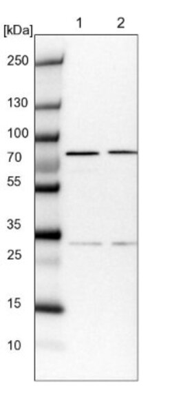 COG6 Antibody, Novus Biologicals:Antibodies:Primary Antibodies