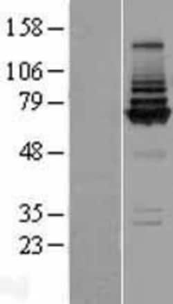 Novus Biologicals&trade;&nbsp;COG8 Overexpression Lysate