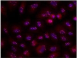 Coilin Antibody (Pdelta) - BSA Free, Novus Biologicals 0.05mL; Unlabeled:Antibodies,