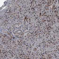 COL20A1 Antibody, Novus Biologicals 0.1mL; Unlabeled:Antibodies, Polyclonal