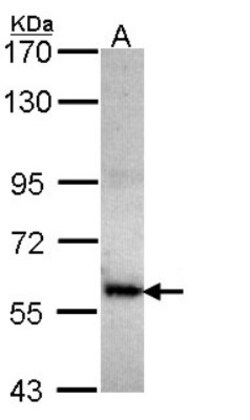 COL4A3BP Antibody, Novus Biologicals 0.1mL; Unlabeled:Antibodies, Polyclonal