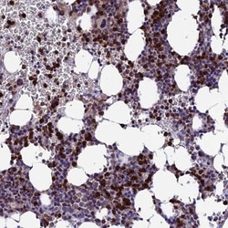 COL6A6 Antibody, Novus Biologicals:Antibodies:Primary Antibodies