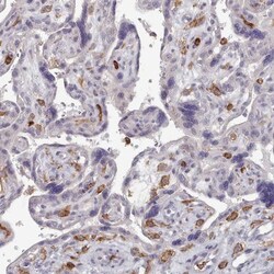 COL8A2 Antibody, Novus Biologicals:Antibodies:Primary Antibodies