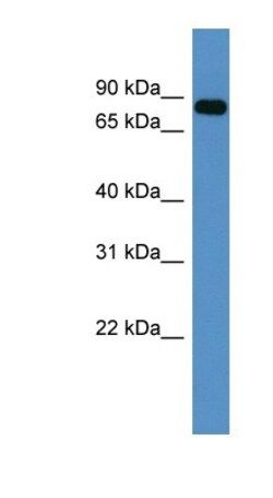 COL9A3 Antibody, Novus Biologicals:Antibodies:Primary Antibodies