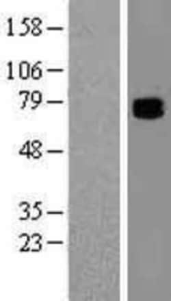 Novus Biologicals&trade;&nbsp;COL9A3 Overexpression Lysate