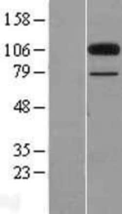 Novus Biologicals&trade;&nbsp;CL-P1/COLEC12 Overexpression Lysate