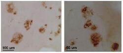 Collagen XXV alpha 1 Antibody - BSA Free, Novus Biologicals 0.025 mg; Unconjugated:Antibodies,