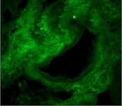 Collagen I alpha 1 Antibody (COL-1), Novus Biologicals 0.1mL; Unlabeled:Antibodies,