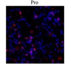 Collagen I alpha 1 Antibody, Novus Biologicals 0.1mL; Unlabeled:Antibodies,