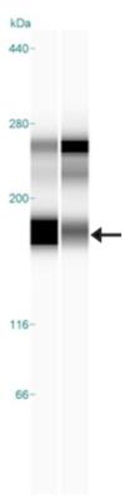 Collagen I alpha 1 Antibody - Azide and BSA Free, Novus Biologicals 0.1 mL | Buy Online | Novus Biologicals | Fisher Scientific