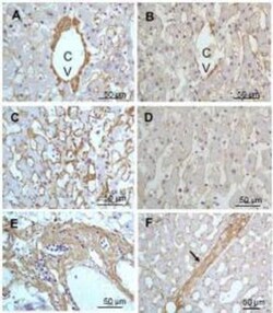 Collagen III alpha 1/COL3A1 Antibody, Novus Biologicals:Antibodies:Primary
