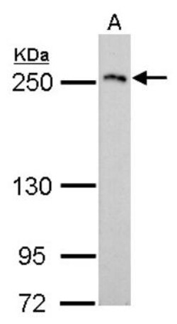 Collagen III alpha 1/COL3A1 Antibody, Novus Biologicals 0.1mL; Unlabeled:Antibodies,