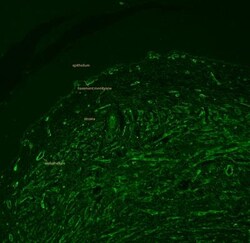 Collagen IV Antibody, Novus Biologicals 0.1mg; Unlabeled:Antibodies, Polyclonal