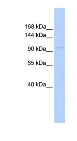 Collagen VI alpha 1 Antibody, Novus Biologicals 100&mu;L; Unlabeled:Antibodies,