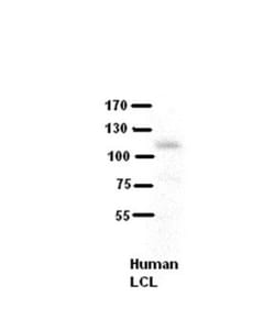 Collagen VI alpha 1 Antibody, Novus Biologicals 100&mu;L; Unlabeled:Antibodies,