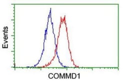 COMMD1 Antibody (OTI1F2), Novus Biologicals 0.1mL; Unlabeled:Antibodies,