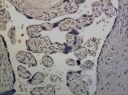 Common gamma Chain/IL-2 R gamma Antibody (MM0195-7A23) - Azide and BSA