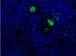 Complement C3a Antibody (K13/16-5.7) - BSA Free, Novus Biologicals:Antibodies:Primary