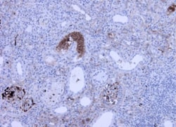 Complement C3a Antibody (K13/16-5.7) - BSA Free, Novus Biologicals:Antibodies:Primary