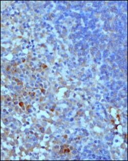 Complement C3 Antibody (11H9) - BSA Free, Novus Biologicals 0.1 mL | Buy Online | Novus Biologicals | Fisher Scientific