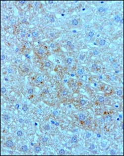 Complement C3 Antibody (11H9) - BSA Free, Novus Biologicals 0.1 mL | Buy Online | Novus Biologicals | Fisher Scientific