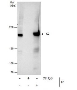 Complement C3 Antibody, Novus Biologicals 100 &mu;L | Buy Online | Novus Biologicals | Fisher Scientific