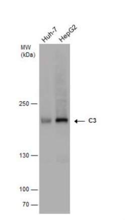 Complement C3 Antibody, Novus Biologicals 100 &mu;L | Buy Online | Novus Biologicals | Fisher Scientific
