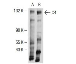 Complement C4b/d Antibody (16D2), Novus Biologicals 0.05mg; Unlabeled:Antibodies,