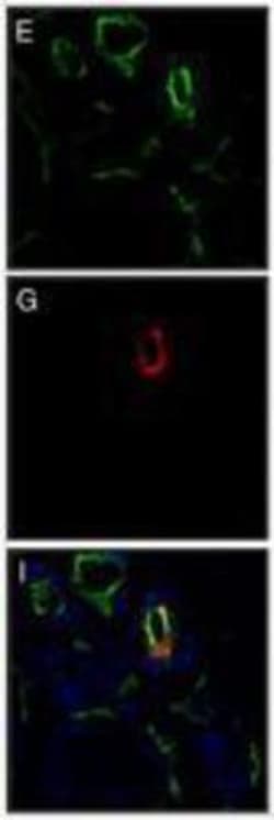 Complement Component C1qA Antibody (3R9/2) - BSA Free, Novus Biologicals