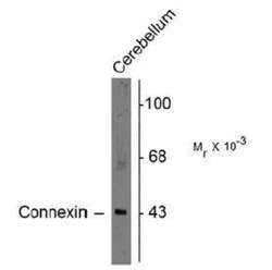 Connexin 43/GJA1 Antibody, Novus Biologicals 0.1mL; Unlabeled:Antibodies,