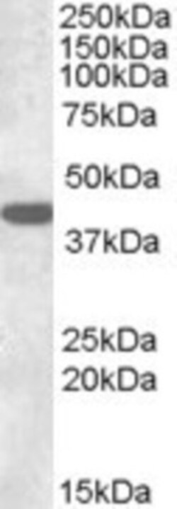Connexin 43/GJA1 Antibody, Novus Biologicals 0.1mg; Unlabeled:Antibodies,