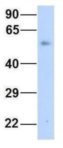 Connexin 58/GJA9 Antibody, Novus Biologicals 100&mu;L; Unlabeled:Antibodies,