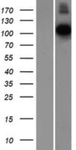 Novus Biologicals™ Contactin-1 Overexpression Lysate