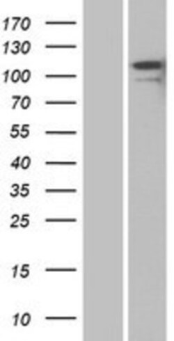 Novus Biologicals&trade;&nbsp;Contactin-2/TAG1 Overexpression Lysate