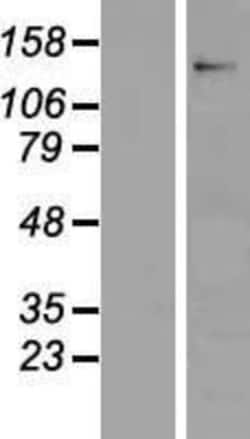 Novus Biologicals&trade;&nbsp;Contactin-6 Overexpression Lysate