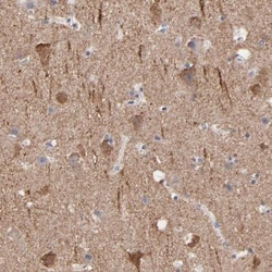 Contactin-3 Antibody, Novus Biologicals 0.1mL; Unlabeled:Antibodies, Polyclonal