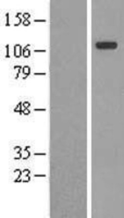 Novus Biologicals&trade;&nbsp;Contactin-4 Overexpression Lysate