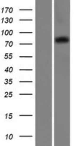 Novus Biologicals&trade;&nbsp;COP1 Overexpression Lysate
