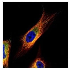 COP9 Antibody, Novus Biologicals 0.1mL; Unlabeled:Antibodies, Polyclonal