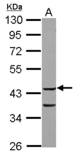 COP9 Antibody, Novus Biologicals 0.1mL; Unlabeled:Antibodies, Polyclonal