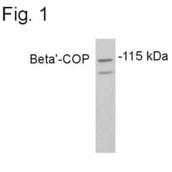 COPB2 Antibody, Novus Biologicals 0.1mg; Unlabeled:Antibodies, Polyclonal