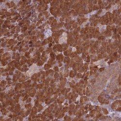 COPE Antibody, Novus Biologicals 0.1mL; Unlabeled:Antibodies, Polyclonal