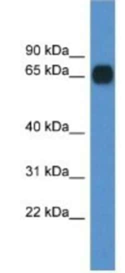 Copine-6 Antibody, Novus Biologicals:Antibodies:Primary Antibodies