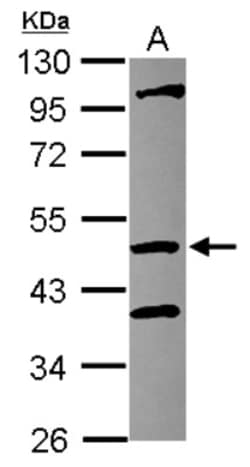 COPS4 Antibody, Novus Biologicals 0.1mL; Unlabeled:Antibodies, Polyclonal