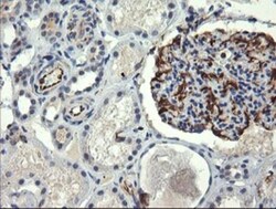 COPS6 Antibody (OTI4E7), Novus Biologicals 0.1mL; Unlabeled:Antibodies,