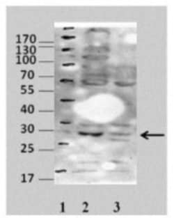 COPS7A Antibody, Novus Biologicals 100&mu;L; Unlabeled:Antibodies, Polyclonal