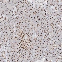 COPS7A Antibody, Novus Biologicals 25 &mu;L; Unlabeled:Antibodies, Polyclonal