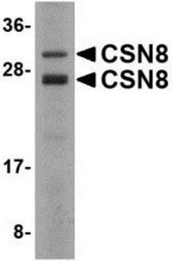 COPS8 Antibody - BSA Free, Novus Biologicals 0.1mg; Unlabeled:Antibodies,