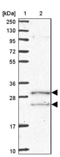 COQ5 Antibody, Novus Biologicals 0.1mL; Unlabeled:Antibodies, Polyclonal
