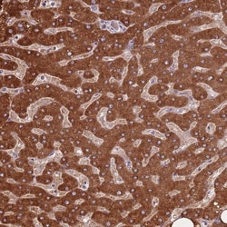 COQ5 Antibody, Novus Biologicals 0.1mL; Unlabeled:Antibodies, Polyclonal
